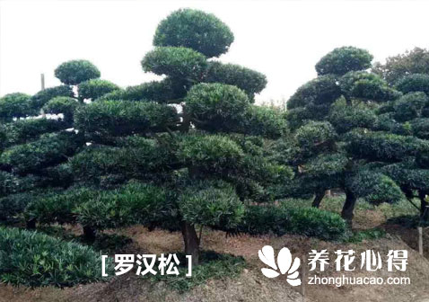 羅漢松