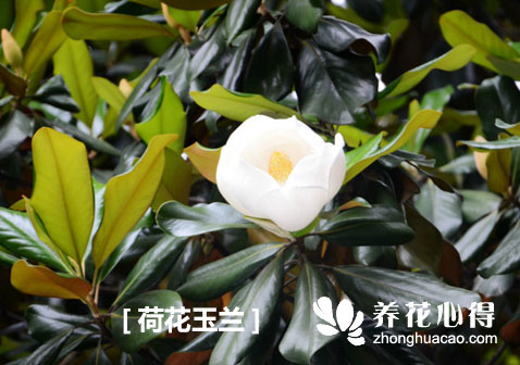 荷花玉蘭