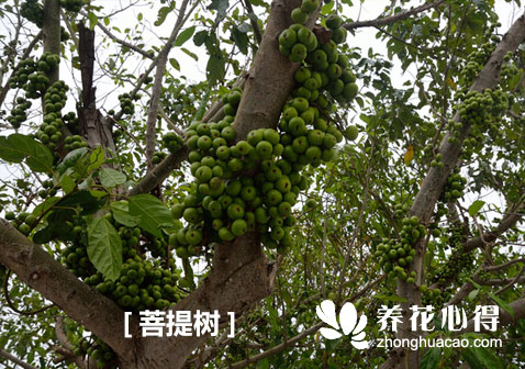 菩提樹
