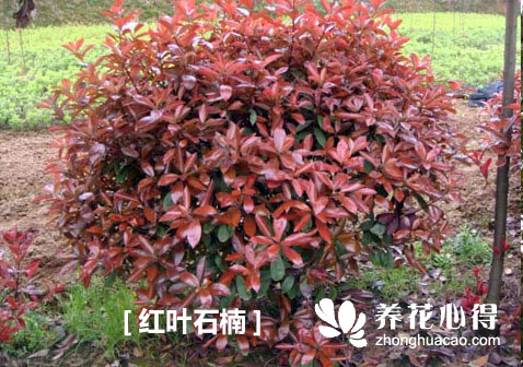紅葉石楠
