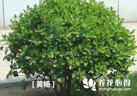 黃楊