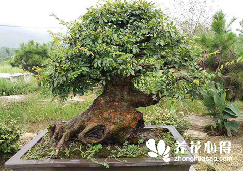 榆樹盆景葉不長的原因是什么