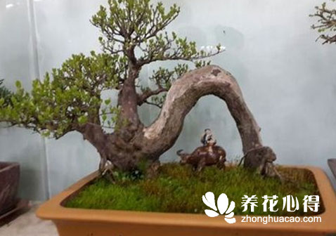 雀梅盆景的葉子全干了能活嗎