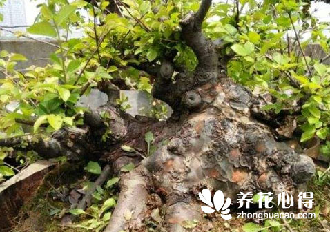 雜木類盆景中間小兩頭粗該如何處理