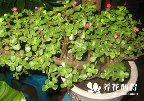 金枝玉葉可以做盆景嗎
