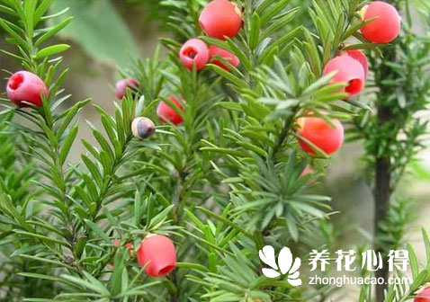紅豆杉盆景該怎么養