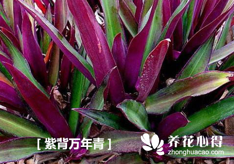 紫背萬年青
