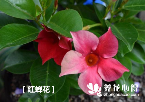 紅蟬花