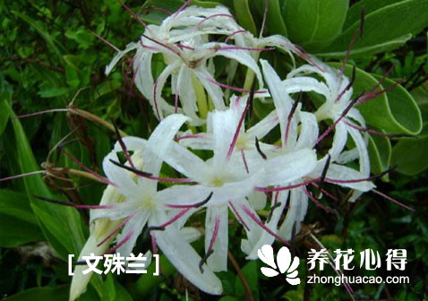 文殊蘭