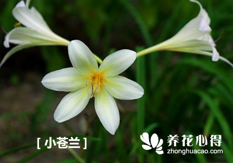 小蒼蘭