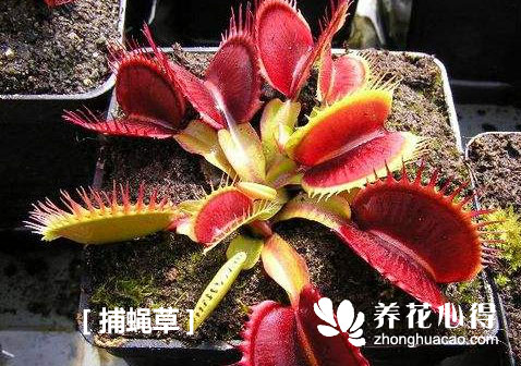 捕蠅草