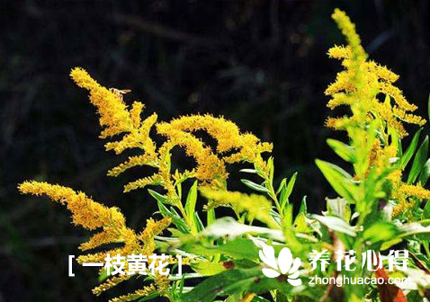 一枝黃花