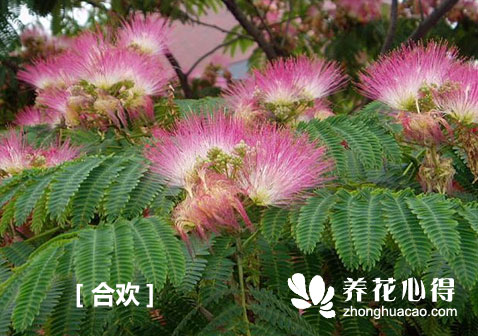 合歡