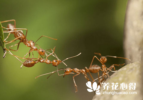花盆里有螞蟻怎么辦