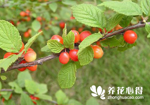 毛櫻桃的蟲害防治,