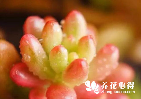 虹之玉長白蟲子怎么辦？