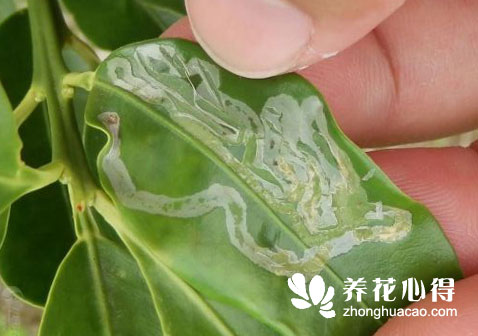 金桔的蟲害防治方法