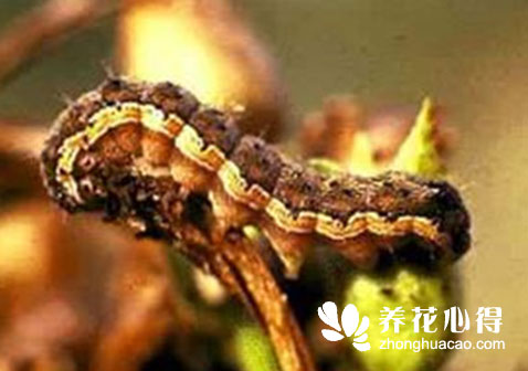 金盞菊蟲害及防治方法