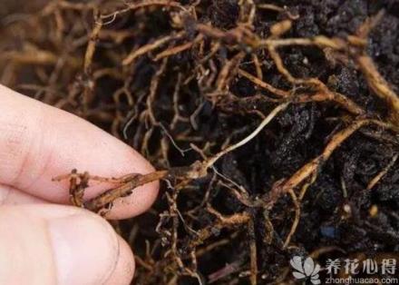 瓶兒花出現病害怎么辦？具體病蟲害防治方法都有哪些？