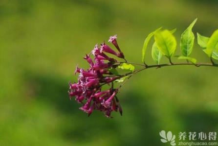 瓶兒花如何繁育，多種繁育方式一起來看看？