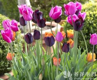 郁金香球莖盆栽，每年開花的處理方式！