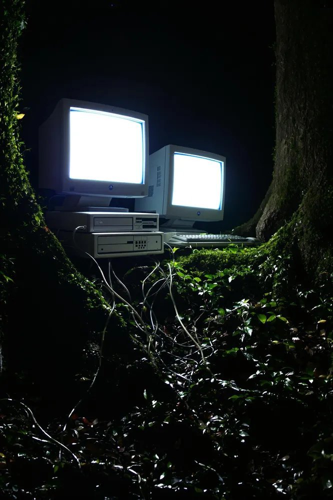 最新特色蔬菜品種